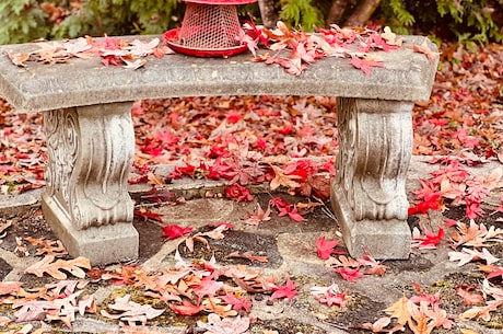 美国红枫 - 秋叶背后的美丽传说